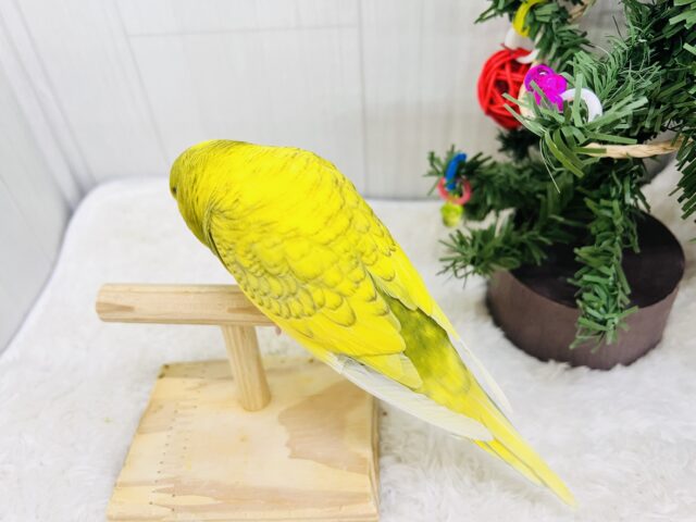ジャンボセキセイインコ