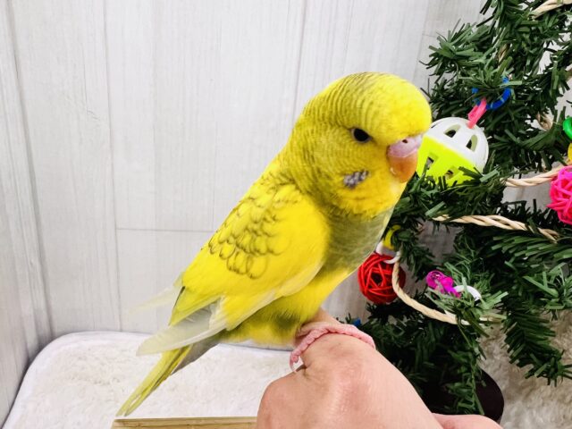 ジャンボセキセイインコ