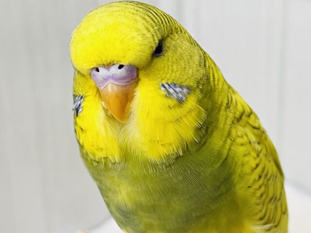 ジャンボセキセイインコ