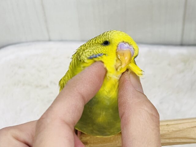 ジャンボセキセイインコ