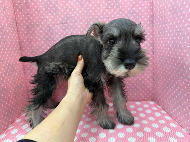 ミニチュアシュナウザー