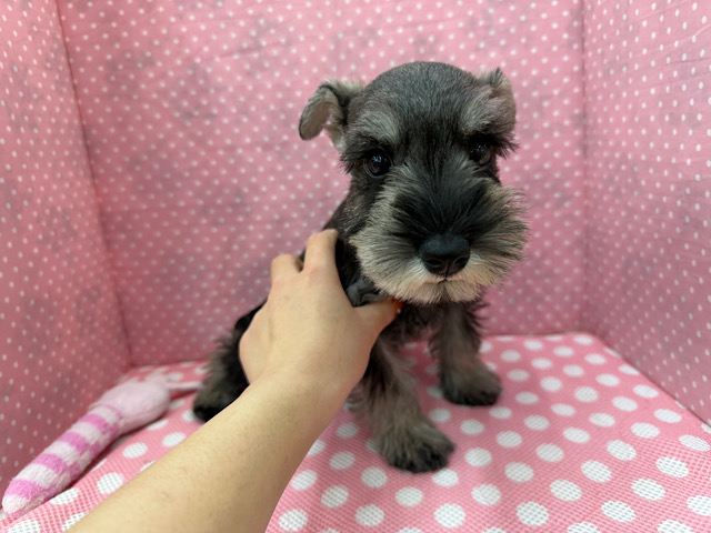 ミニチュアシュナウザー