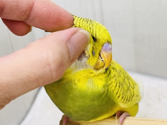 ジャンボセキセイインコ