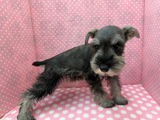 ミニチュアシュナウザー