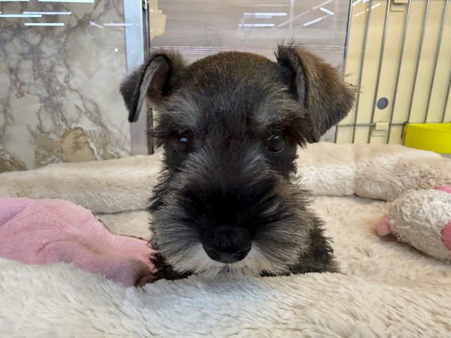 ミニチュアシュナウザー