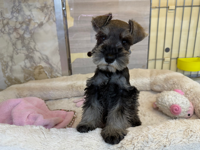 ミニチュアシュナウザー