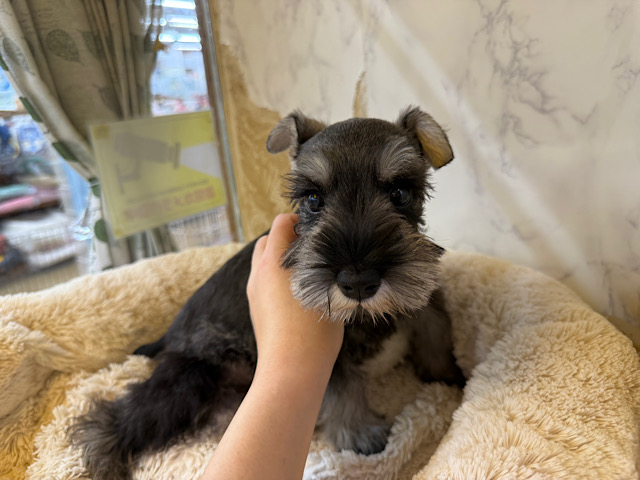 ミニチュアシュナウザー