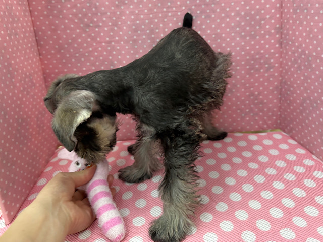 ミニチュアシュナウザー