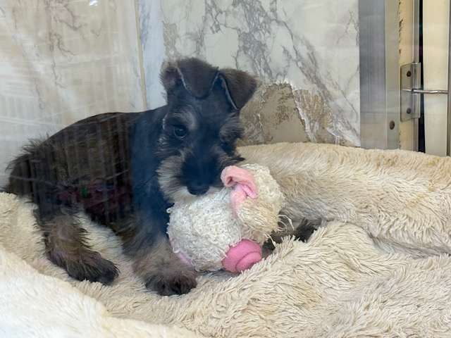 ミニチュアシュナウザー