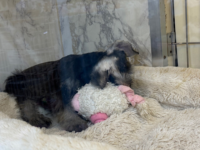 ミニチュアシュナウザー