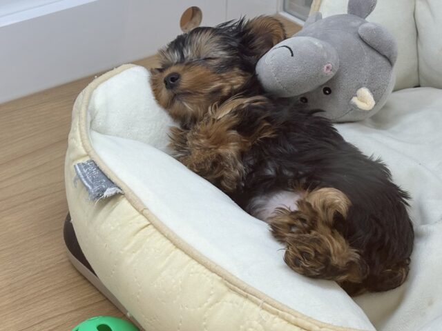 ヨークシャテリア