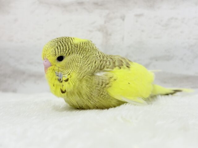 ジャンボセキセイインコ