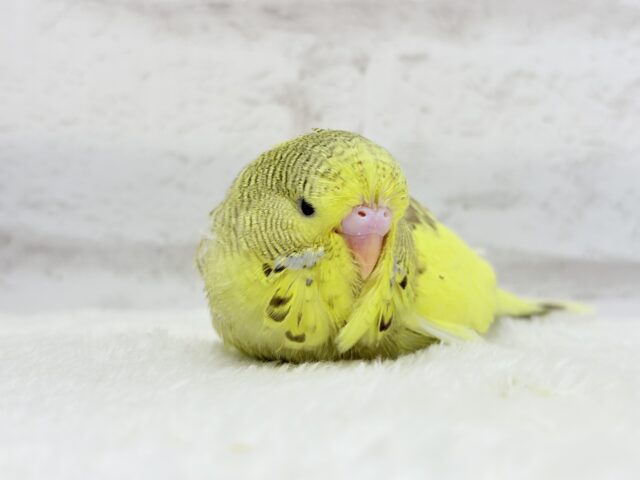 ジャンボセキセイインコ