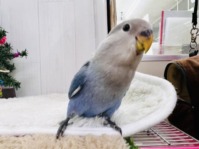コザクラインコ（小桜インコ）