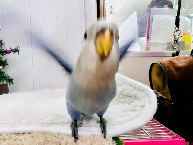 最新画像更新♡深海ブルー💙とても綺麗な1羽です!小桜インコ(バイオレット) コザクラインコ(小桜インコ)