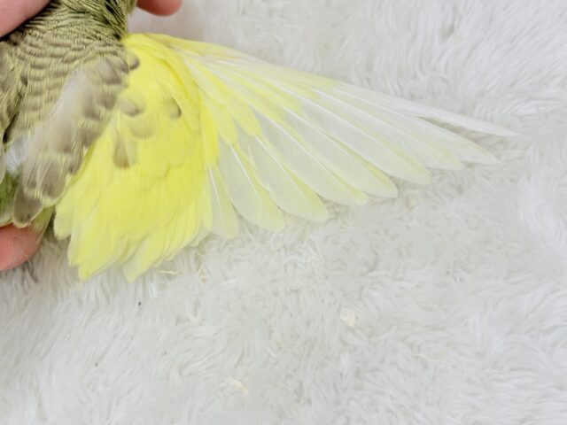 ジャンボセキセイインコ