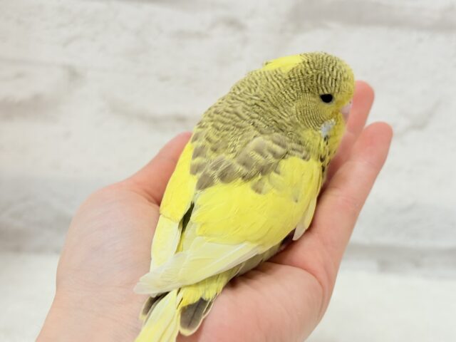 ジャンボセキセイインコ