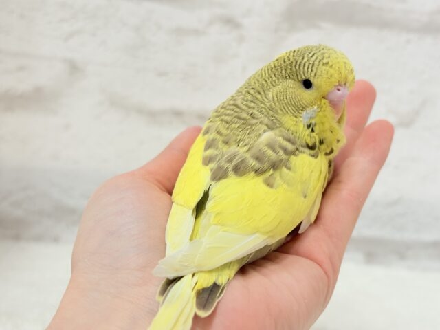 ジャンボセキセイインコ