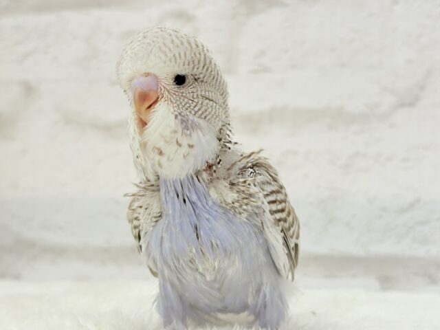 ジャンボセキセイインコ