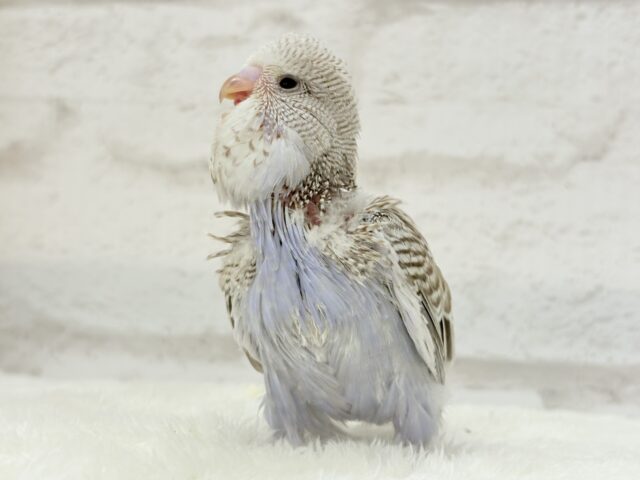 ジャンボセキセイインコ