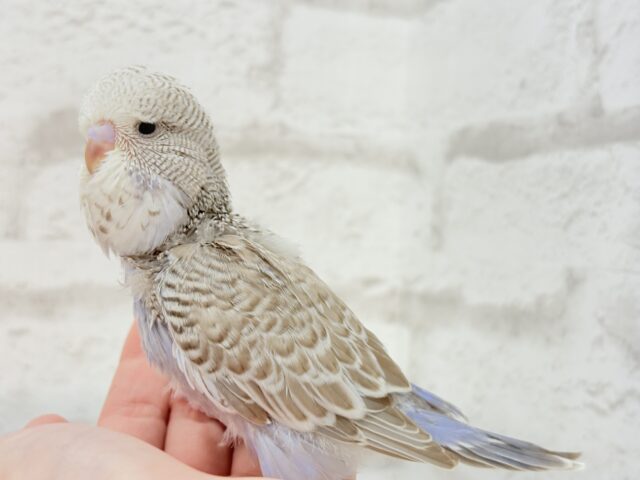 ジャンボセキセイインコ