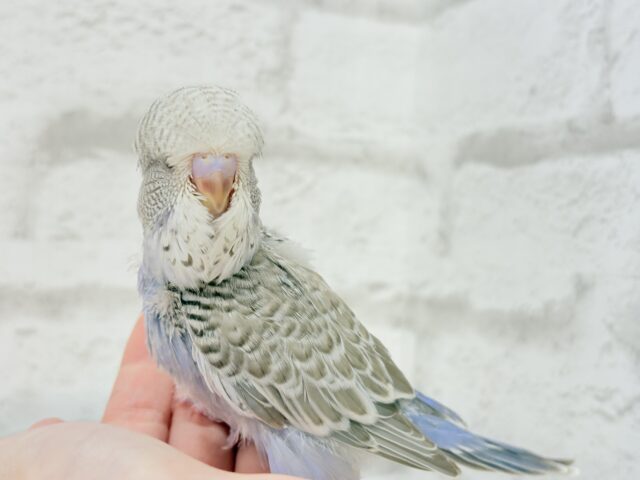 ジャンボセキセイインコ