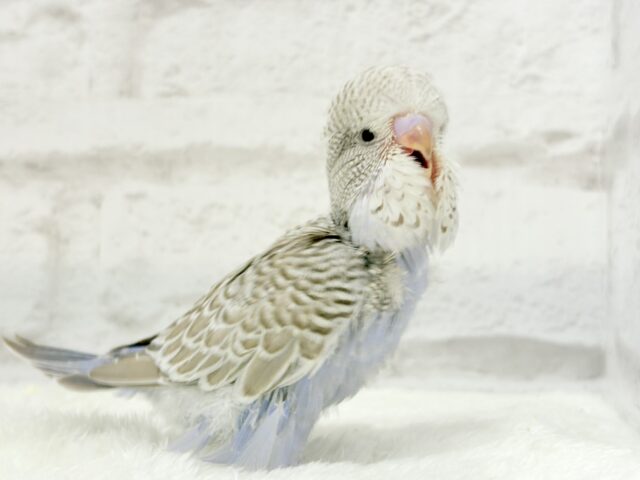 ジャンボセキセイインコ