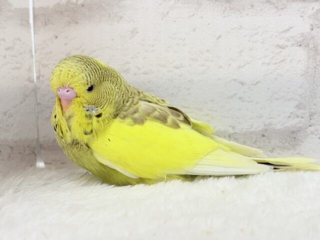 ジャンボセキセイインコ