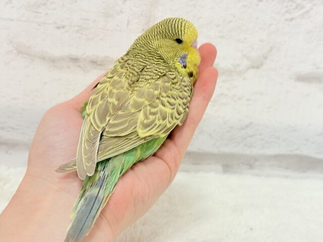 ジャンボセキセイインコ