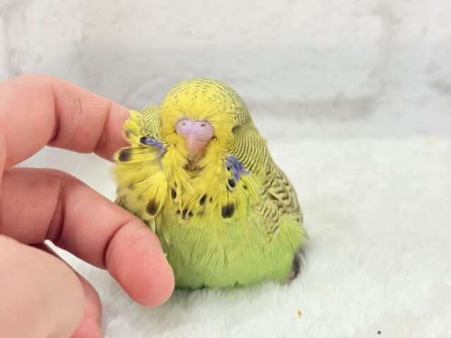 ジャンボセキセイインコ