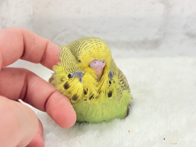 ジャンボセキセイインコ