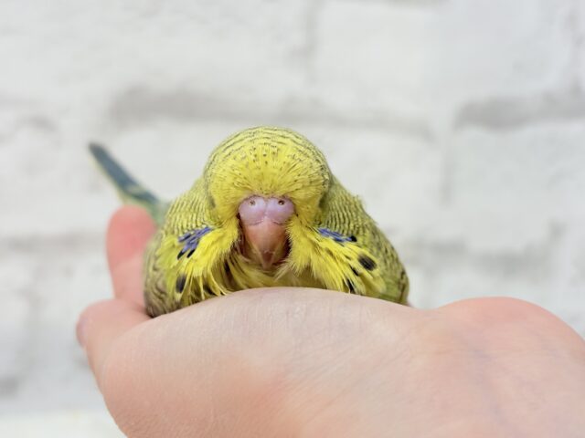 ジャンボセキセイインコ