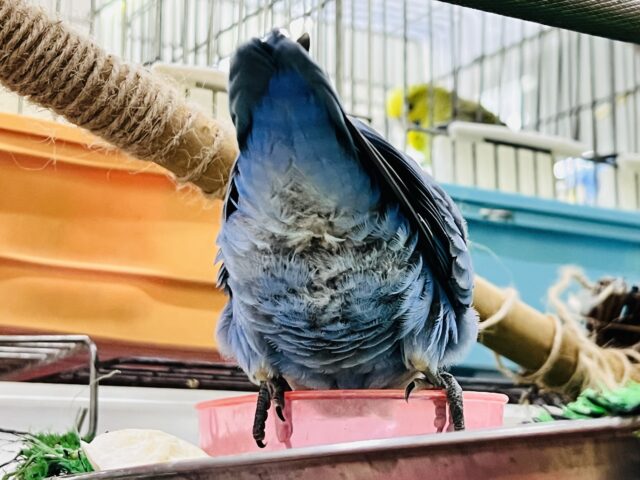 最新画像更新♡深海ブルー💙とても綺麗な1羽です!小桜インコ(バイオレット) コザクラインコ(小桜インコ)