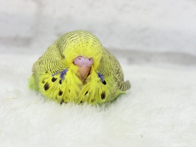 ジャンボセキセイインコ
