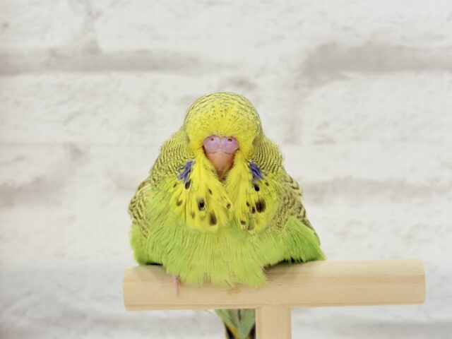 ジャンボセキセイインコ