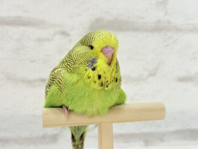 ジャンボセキセイインコ