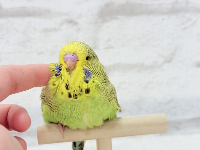 ジャンボセキセイインコ