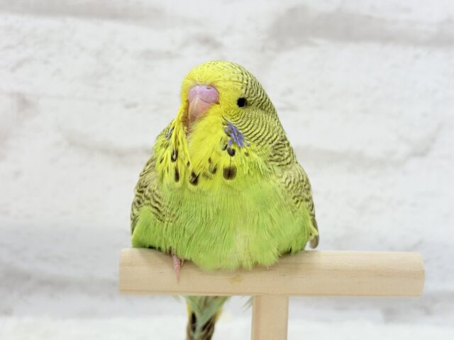 ジャンボセキセイインコ