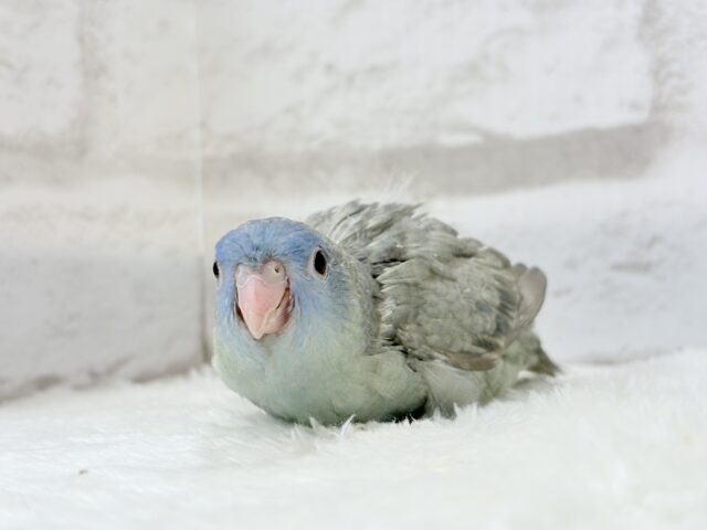 サザナミインコ