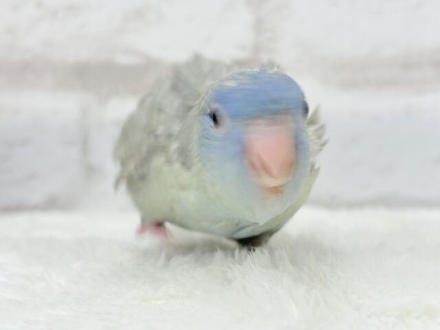 サザナミインコ