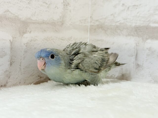 サザナミインコ