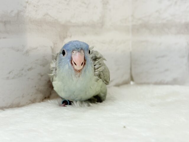 サザナミインコ