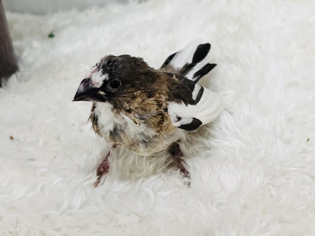 十姉妹（ジュウシマツ）