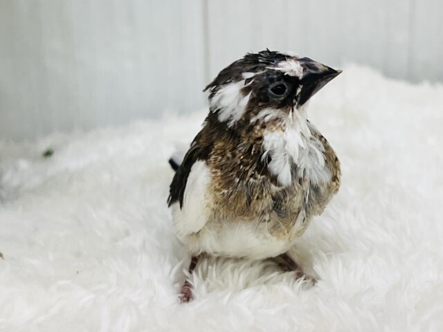 十姉妹（ジュウシマツ）