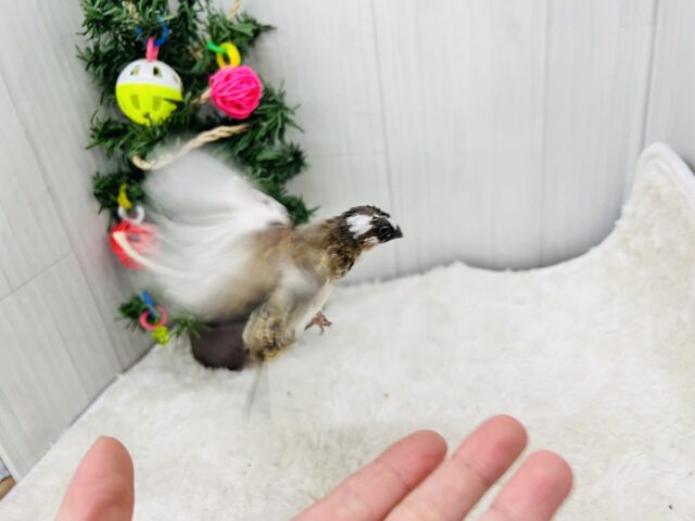 十姉妹（ジュウシマツ）