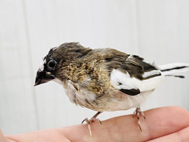 昆布モリモリおにぎり🍙ミーミー♫十姉妹✨ 十姉妹(ジュウシマツ)