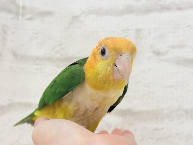 シロハラインコ
