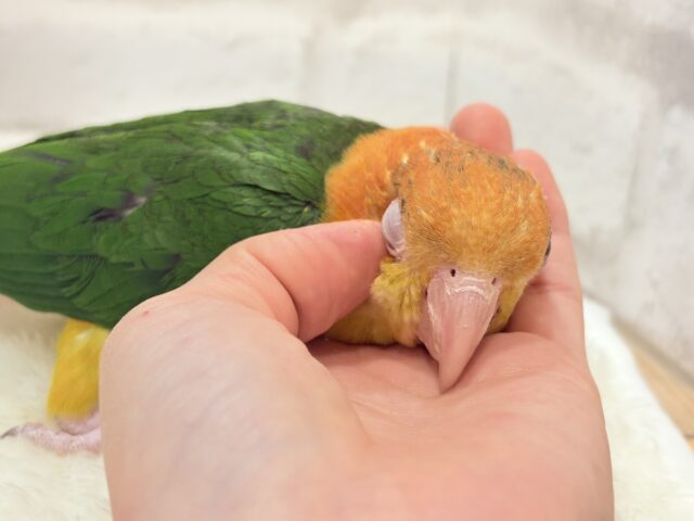 シロハラインコ