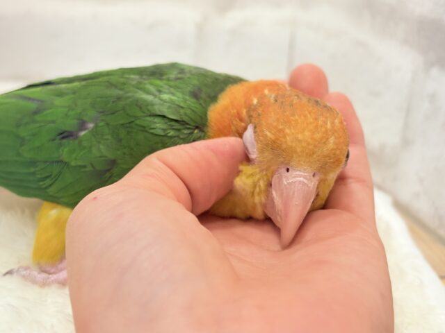 シロハラインコ