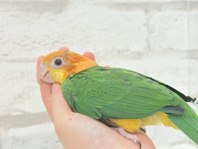 シロハラインコ